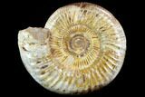 Polished Jurassic Ammonite (Perisphinctes) - Madagascar #123297-1